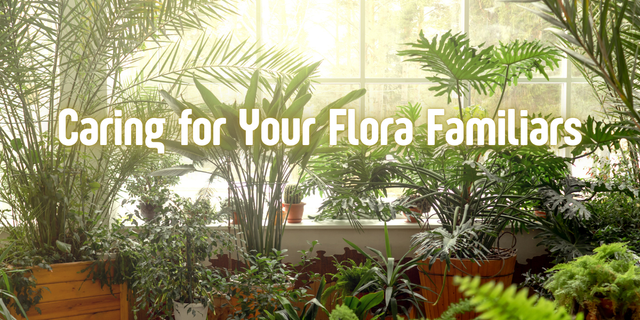 Caring for Your Flora Familiars