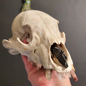 A human hand holds an animal skull, the top half of a bear skullskull, against a dark gray background. The skull has a weathered ivory bone colour with crystals in the teeth sockets and in the nasal passage.