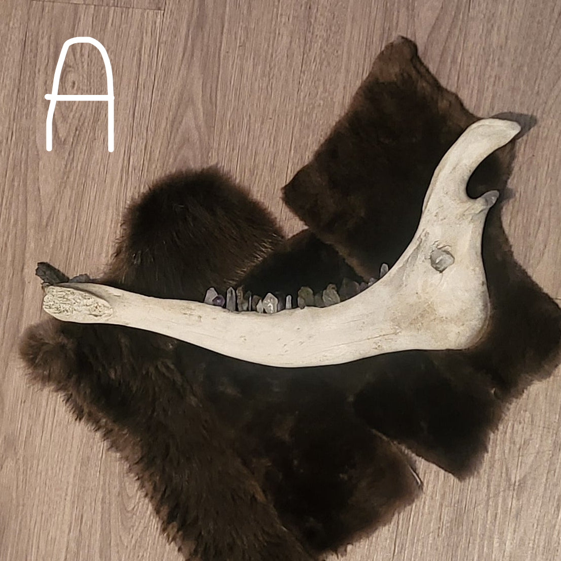 Crystal Teeth in a moose jaw