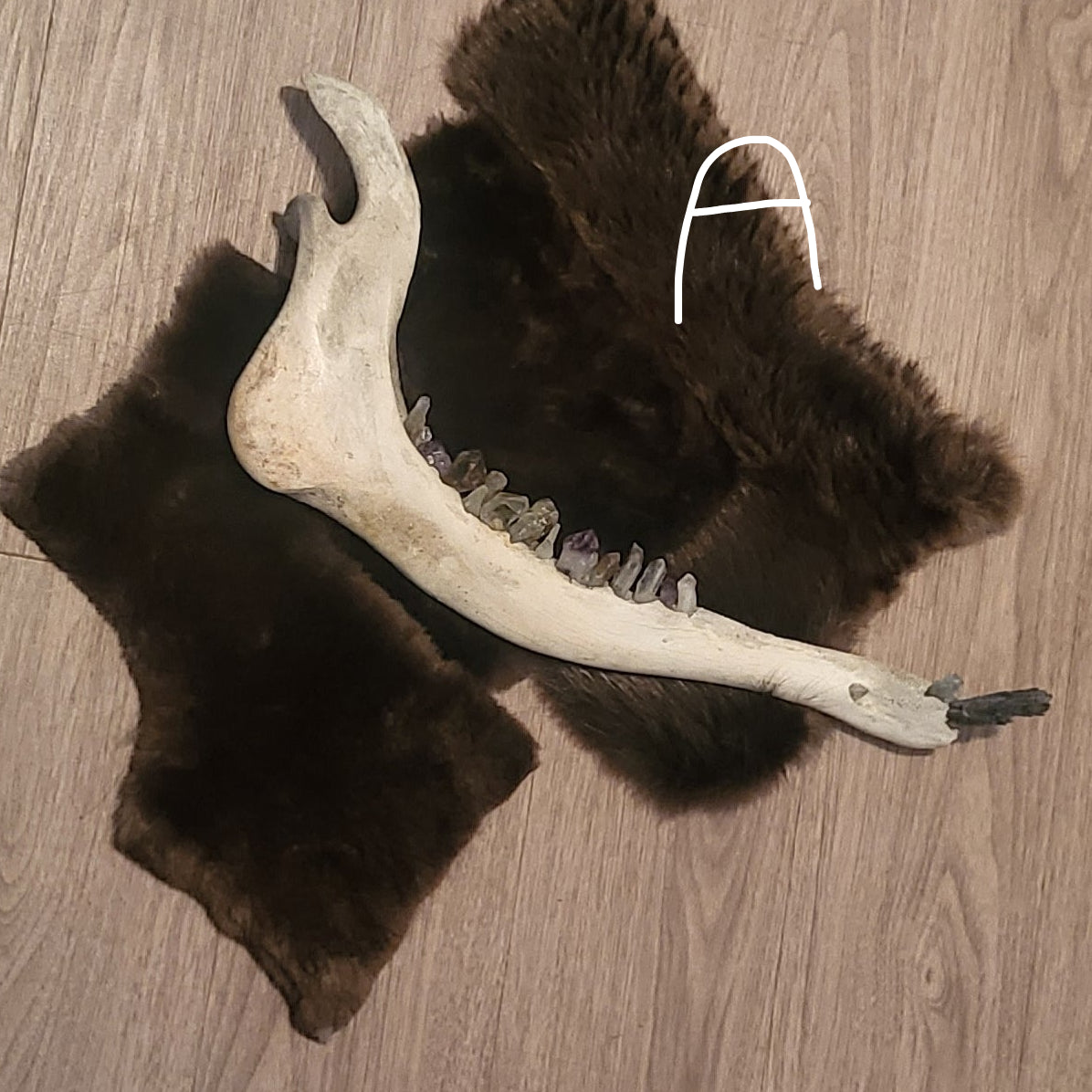 A moose jaw with crystal teeth and decor with dark brown fur pelt pieces, displayed on a gray wood