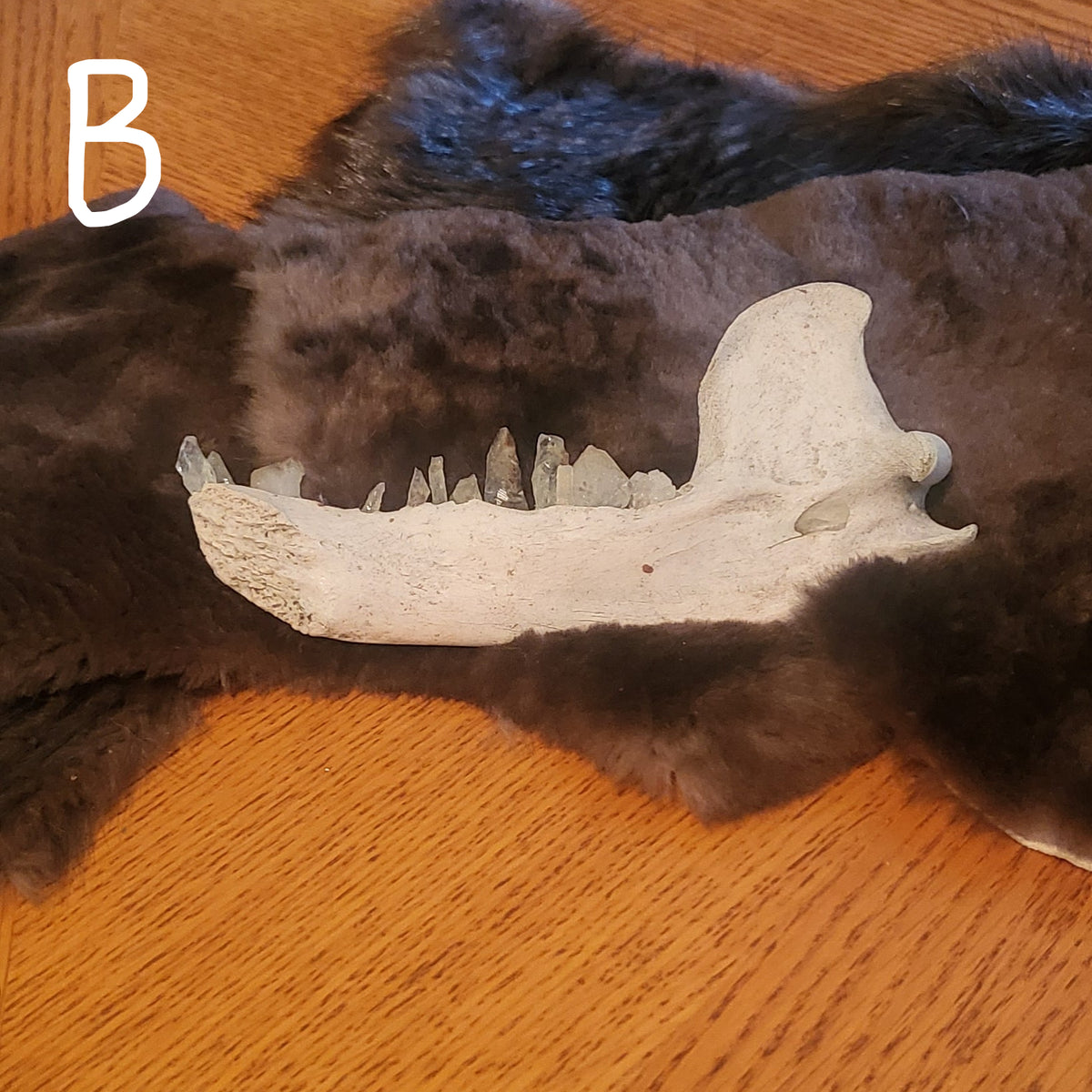 A dark brown and black animal fur pelt bear jaw with quartz teeth, displayed on a wooden table against a dark blue wall.