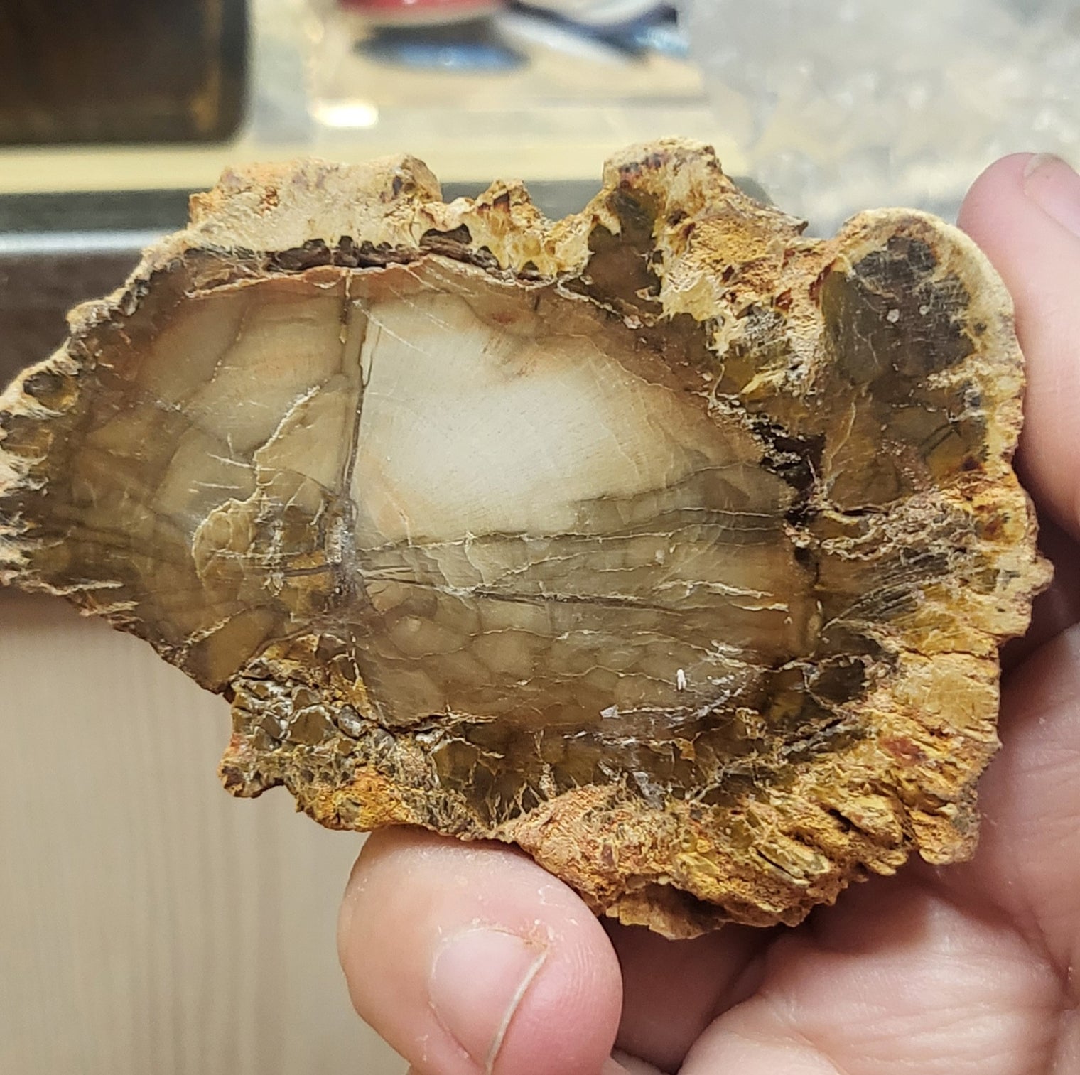 Petrified Wood Slice