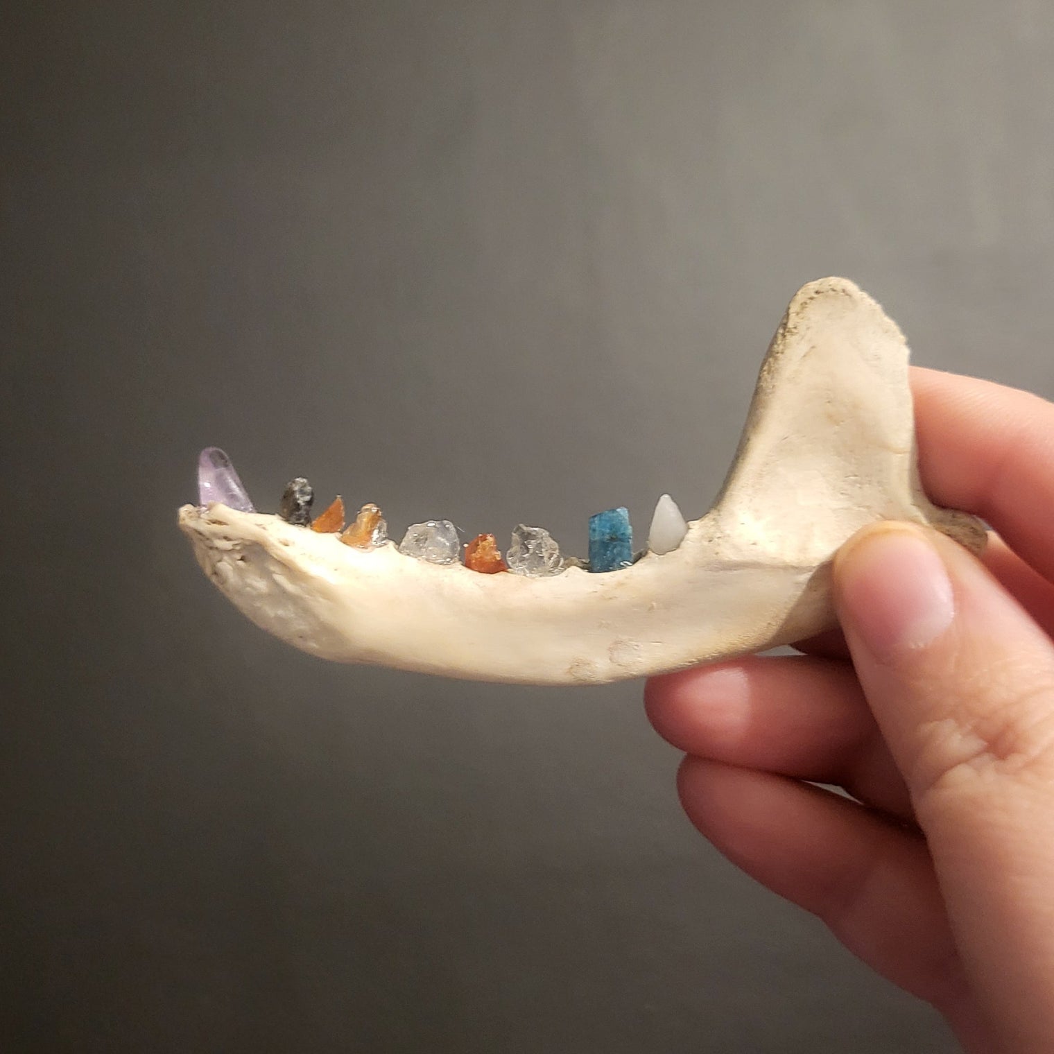 Crystal Tooth Half Jaws (Small)