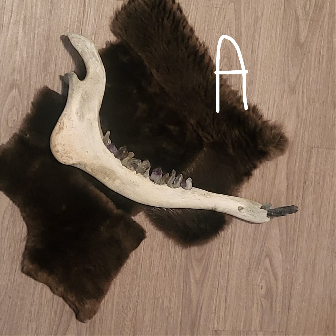 A taxidermy-style moose jaw displayed on dark brown fur pelts laid on a light wood background.