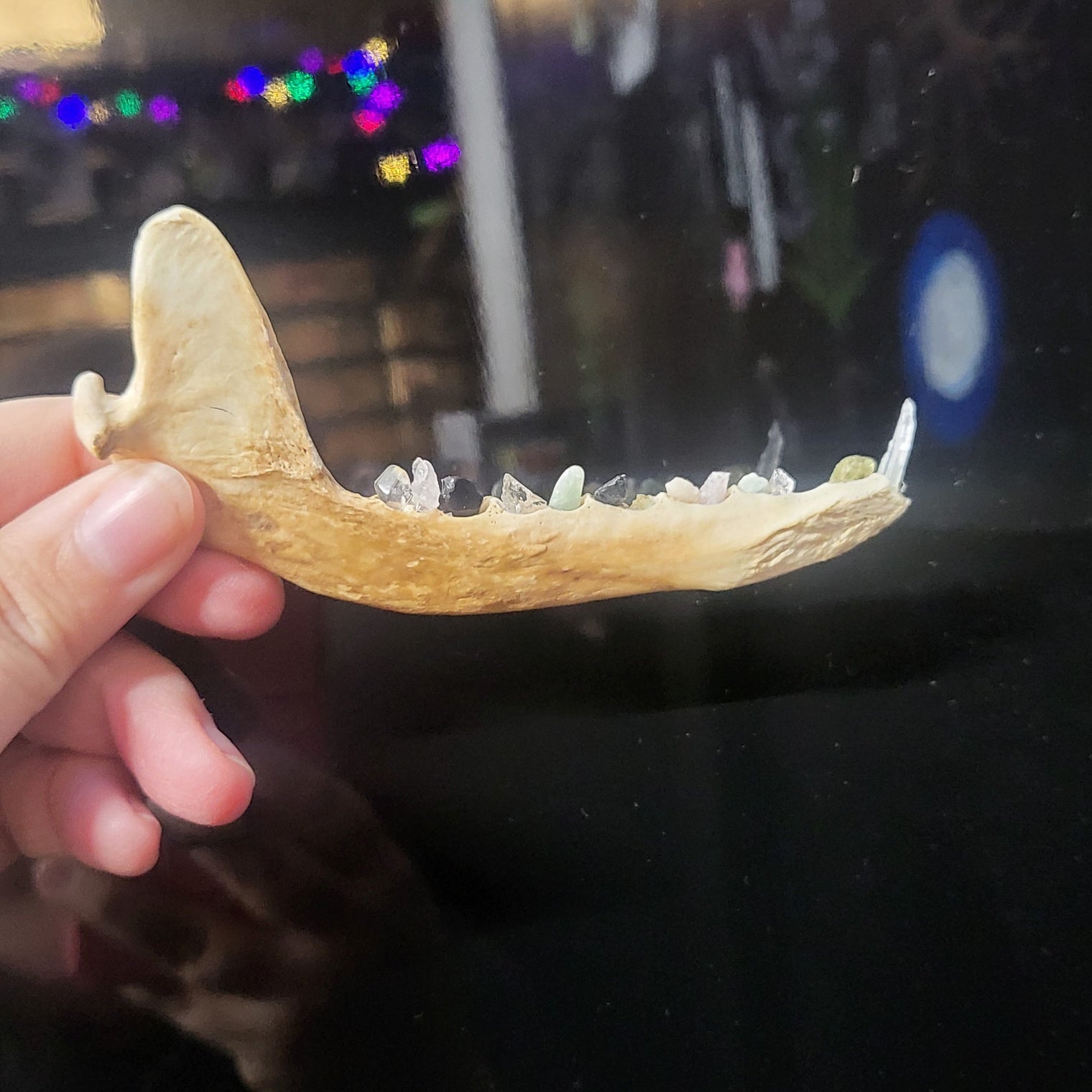 Crystal Tooth Half Jaws (Small)