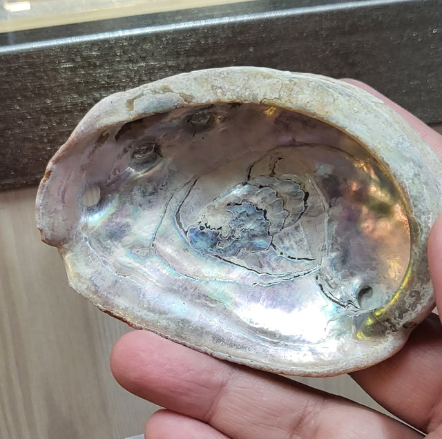 Abalone Shell Small