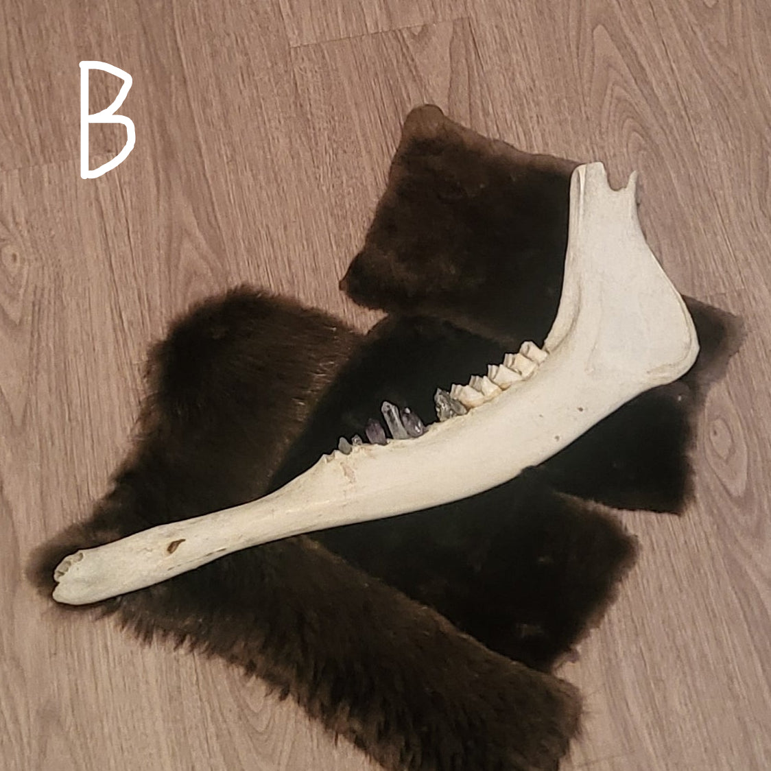 A moose jaw with real teeth and crystal teeth