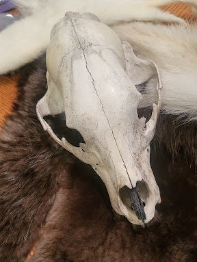 A natural animal skull, from a bear, displayed on a dark brown fur pelt with white fur accents, set on a wooden table.