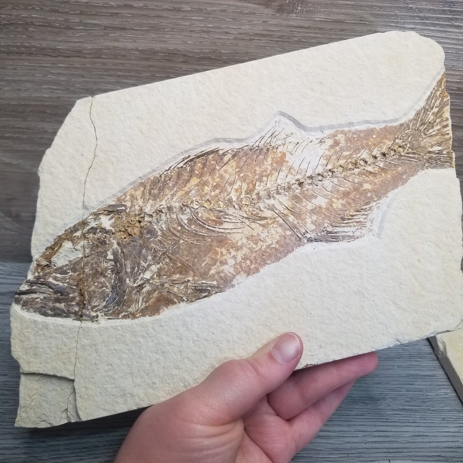 Fish Fossil