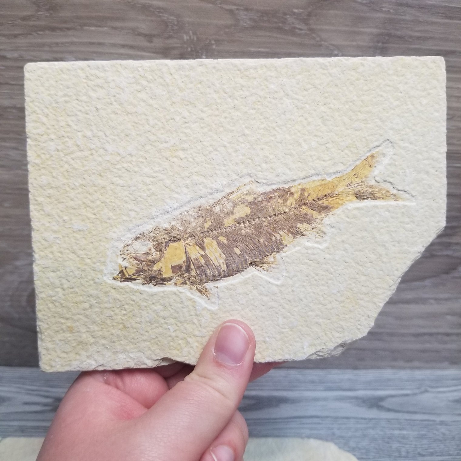 Fish Fossil