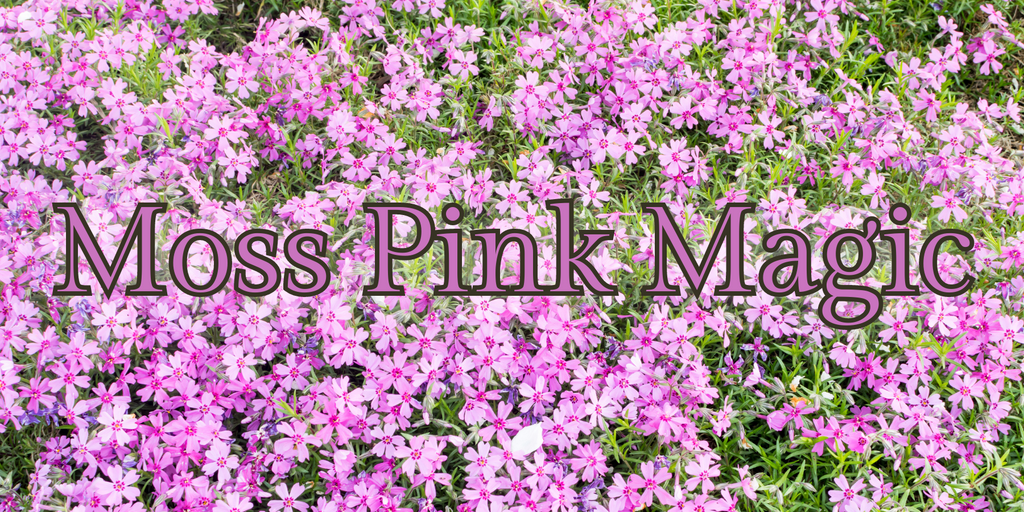 Moss Pink Magic