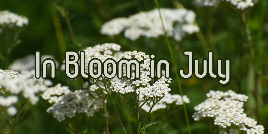 In Bloom in July