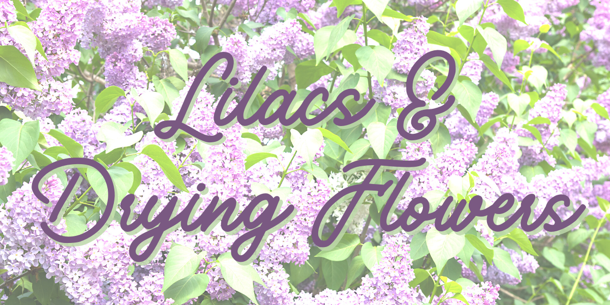 Lilacs & Drying Flowers