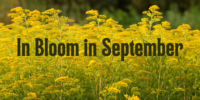 In Bloom in September