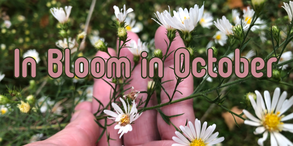 In Bloom in October
