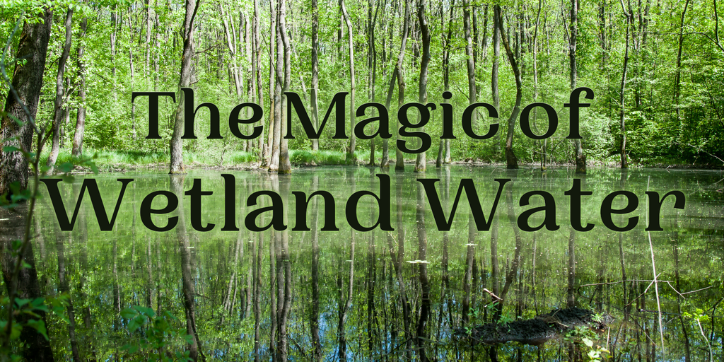 The Magic of Wetland Water