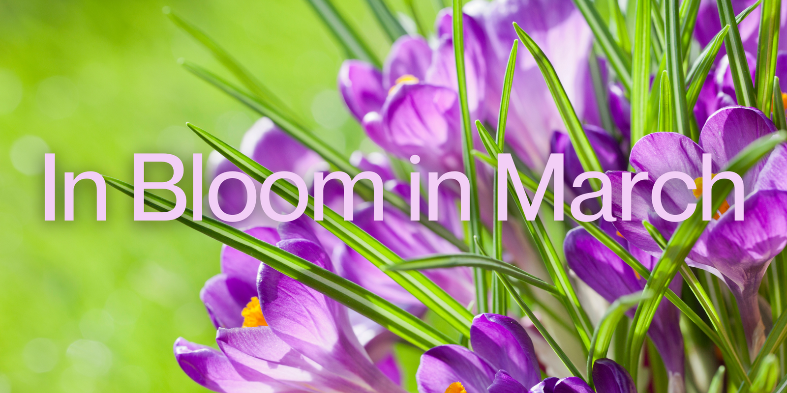 In Bloom in March