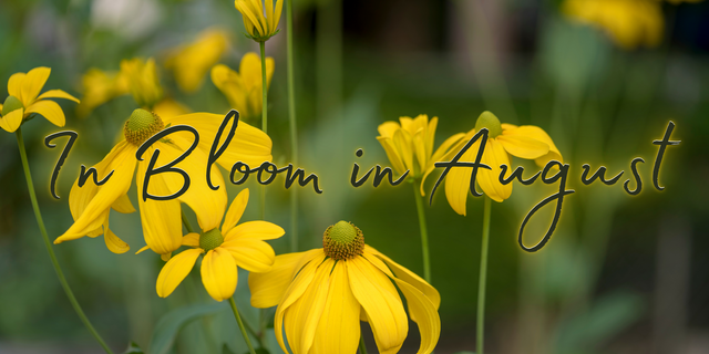 In Bloom in August