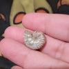 Mini Iridescent Ammonite