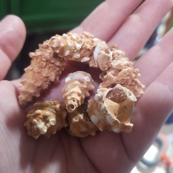 Small Cone Gastropod Fossils