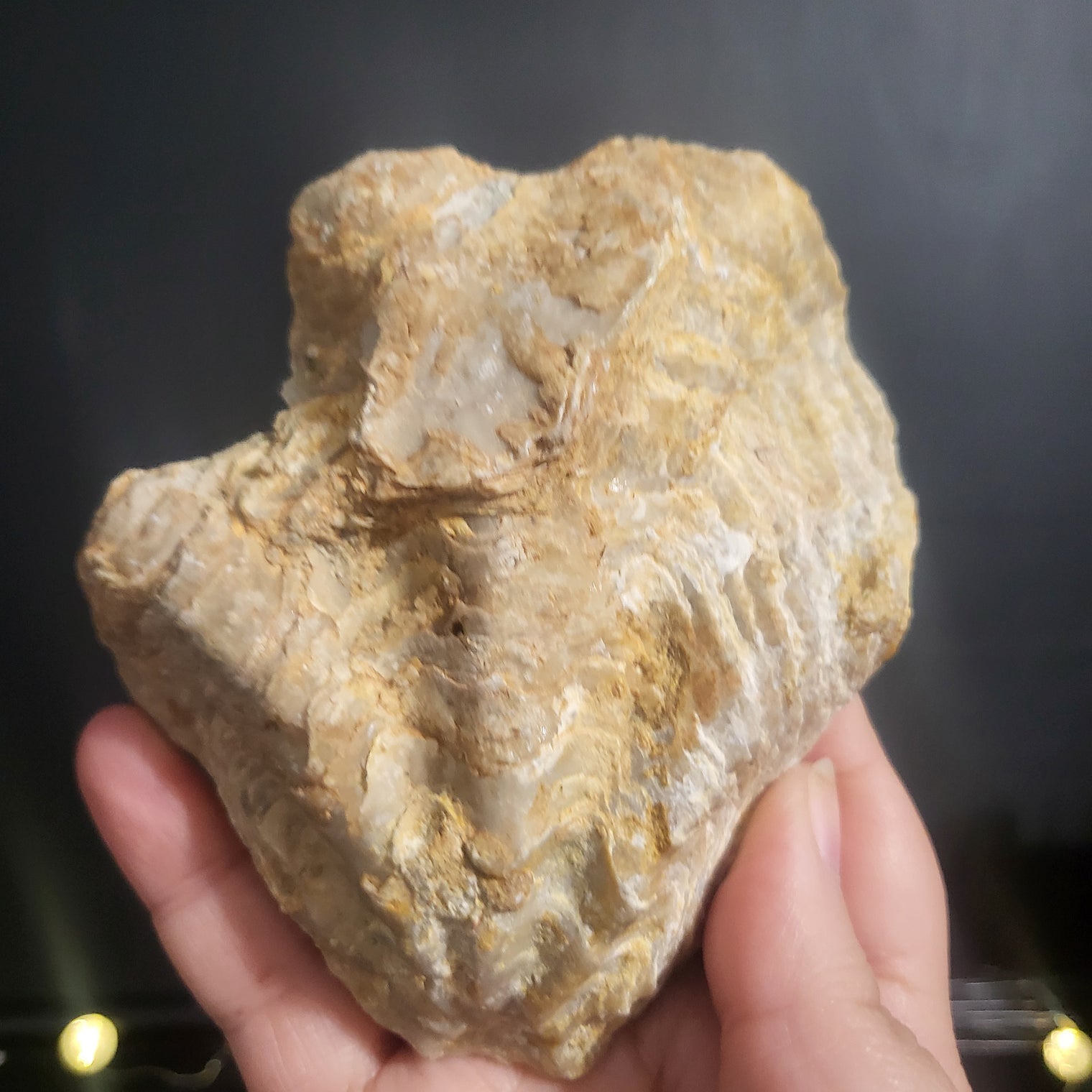 Fossilized Oyster