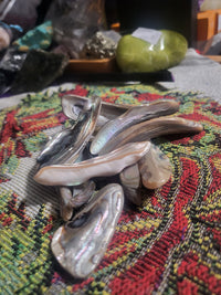 Abalone Shell Tumbled Pieces