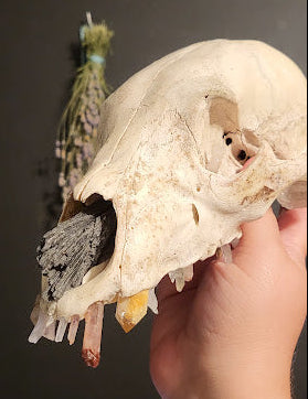 A human hand holds an animal skull, the top half of a bear skullskull, against a dark gray background. The skull has a weathered ivory bone colour with crystals in the teeth sockets and in the nasal passage.