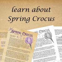 Book of Shadows Pages