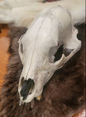 A white animal skull specimen displayed on a brown fur pelt, resting on a wooden table.