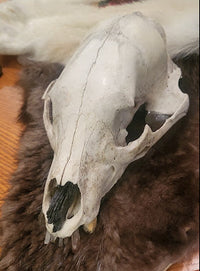 A white animal skull specimen displayed on a brown fur pelt, resting on a wooden table.