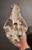 A human hand holds an animal skull, the top half of a bear skullskull, against a dark gray background. The skull has a weathered ivory bone colour with crystals in the teeth sockets and in the nasal passage. It's heldso yu can see the underside, including a large smoky quartz point at the base
