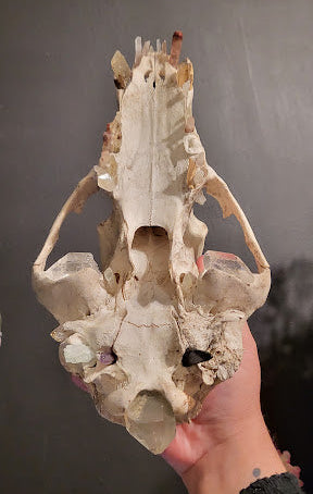 A human hand holds an animal skull, the top half of a bear skullskull, against a dark gray background. The skull has a weathered ivory bone colour with crystals in the teeth sockets and in the nasal passage. It's heldso yu can see the underside, including a large smoky quartz point at the base