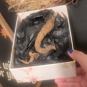 Mandrake Root; Whole