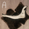 Crystal Teeth in a moose jaw
