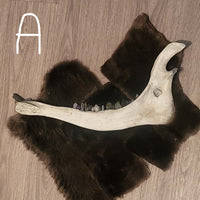 Crystal Teeth in a moose jaw