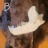 Crystal Bear Jaws