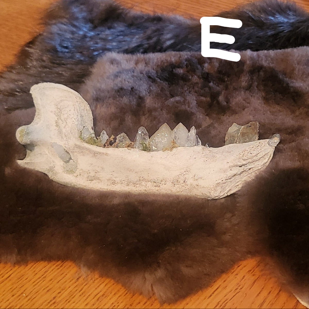 A dark brown fur pelt spread on a wooden table, featuring a large white animal jawbone specimen with teeth laid across the front.