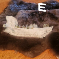 A dark brown fur pelt spread on a wooden table, featuring a large white animal jawbone specimen with teeth laid across the front.