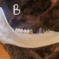 Close up of moose jaw teeth both real and crystal