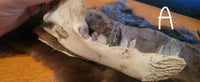A natural jaw filled with assorted crystals and stones as teeth, resting on a brown fur pelt over a wooden surface. A hand is visible holding the left side of the bone holder.