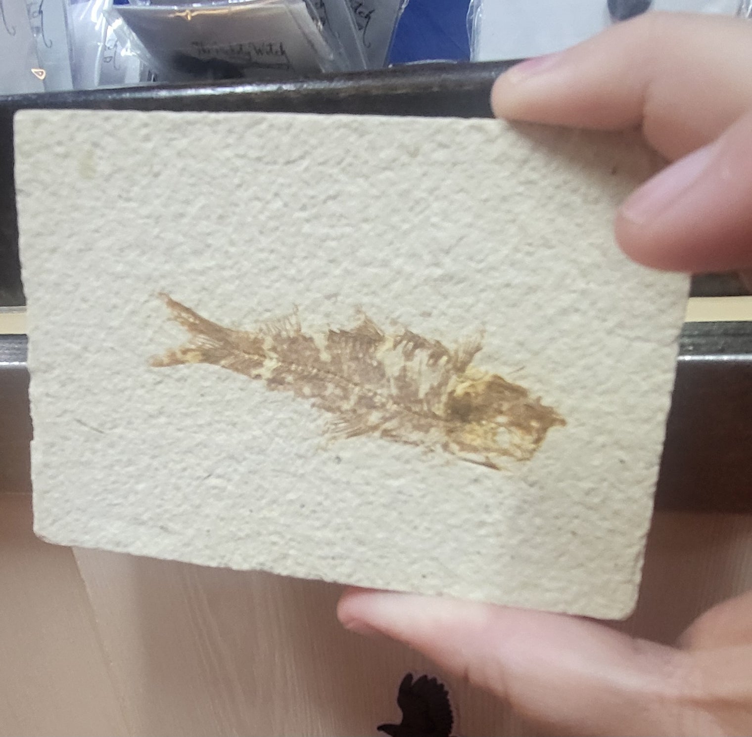 Fish Fossil