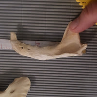 A bone specimen being measured against a gray ruler on a ribbed gray surface, with a yellow caliper visible at the right edge.