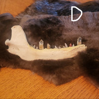 A natural animal jawbone specimen displayed on a dark brown fur pelt, resting on a wooden tabletop against a dark blue wall.