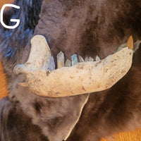 A natural bear jawbone with crystal teeth displayed on a dark brown fur pelt, resting on a wooden table.