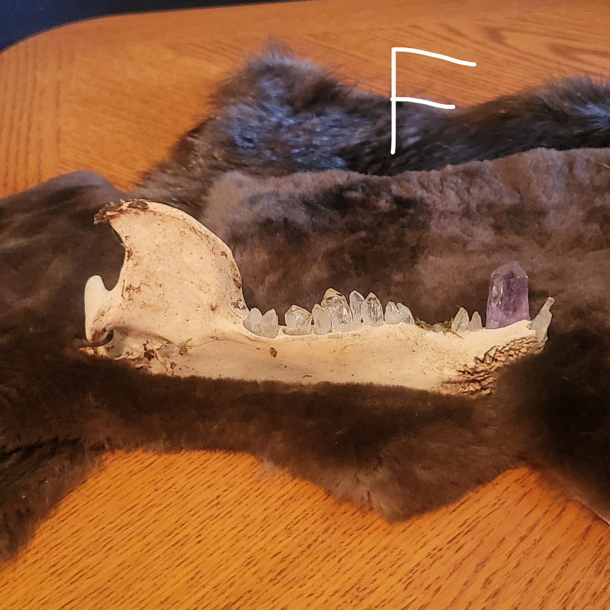 A dark brown and black fur pelt with a natural bear jawbone with crystal teeth lying on top, displayed on a wooden table against a dark blue wall.