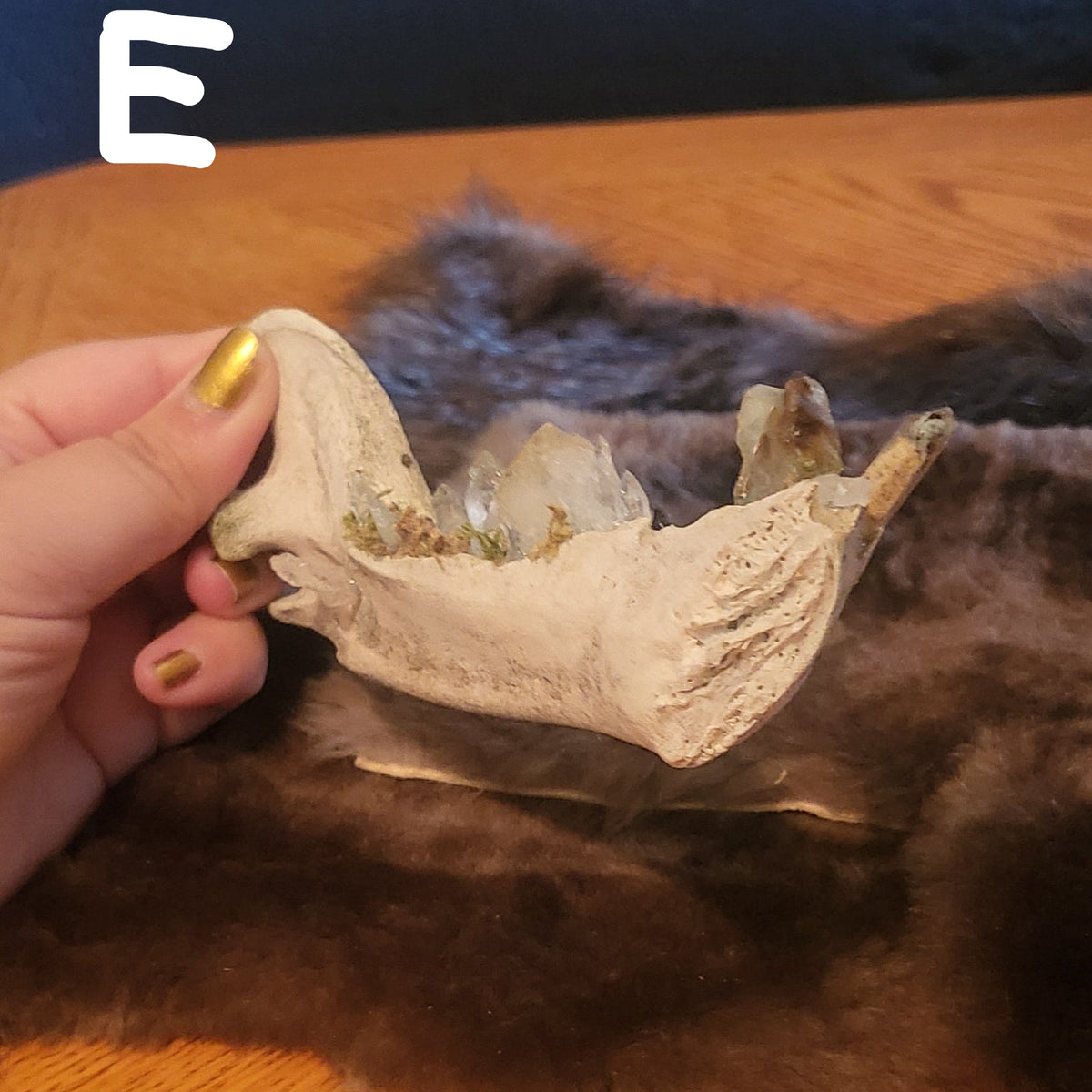 A hand holding a dried animal skull specimen over a brown fur pelt on a wooden table, with a dark blue textured wall in the background.