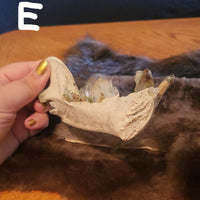 A hand holding a dried animal skull specimen over a brown fur pelt on a wooden table, with a dark blue textured wall in the background.