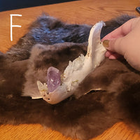 A hand holding a bear jawbone with crystal teeth against a brown fur pelt on a wooden table, with a blue textured background.