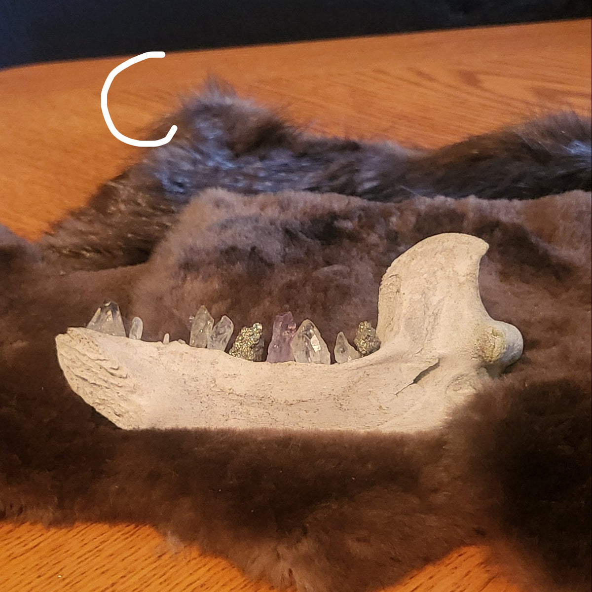 A dark brown fur pelt with abear jaw specimen laid flat on a wooden tabletop, with a blue wall in the background.