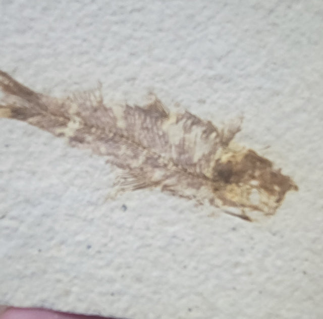 Fish Fossil